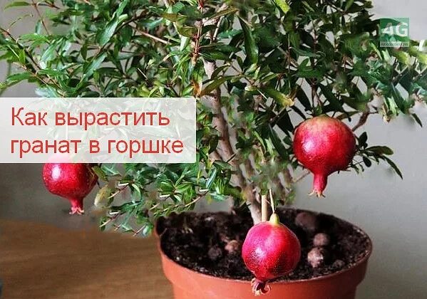 Как вырастить гранат из граната. Гранат карликовый (престиж). гранатовое дерево дома в горшке. гранат в горшке из косточки. гранат вырастить дома в горшке.