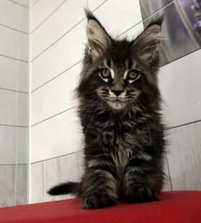 Возьму мейн куна в добрые