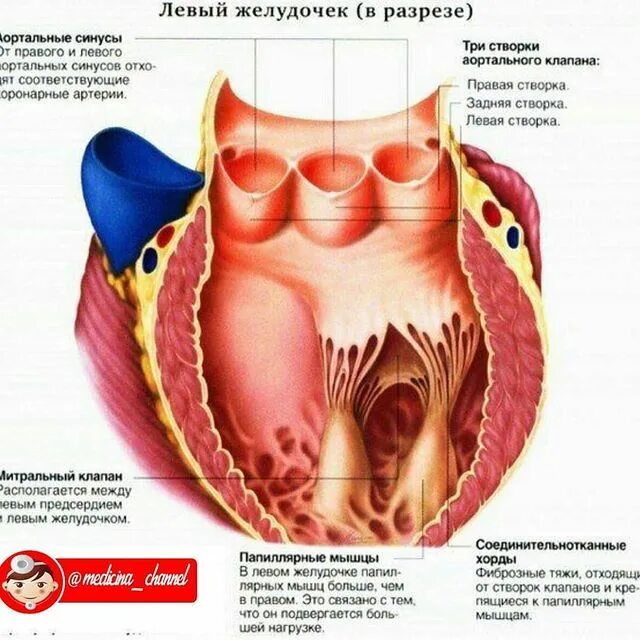 Между левым желудочком и аортой находится