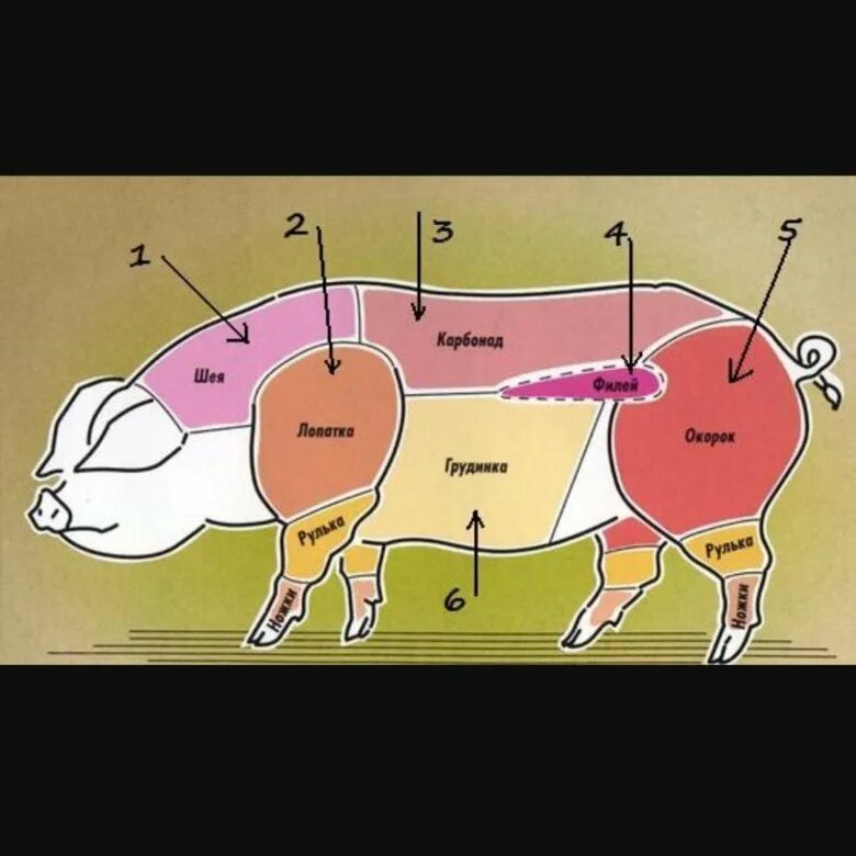 Карбонат какая часть свинины. Части свинины. Части свиньи. Части вырезки свиньи. Карбонат часть свинины.