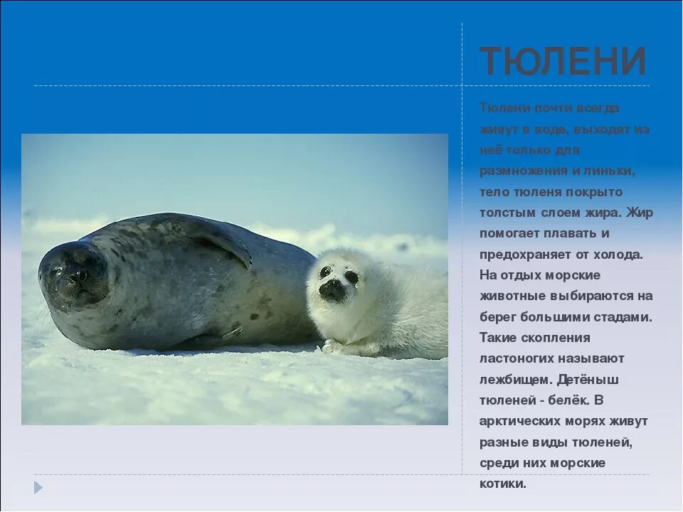 Какая более мощная структура кожи у тюленей. Тюлень описание. Информация о тюленях. Доклад про тюленя. Тюлень рассказать.