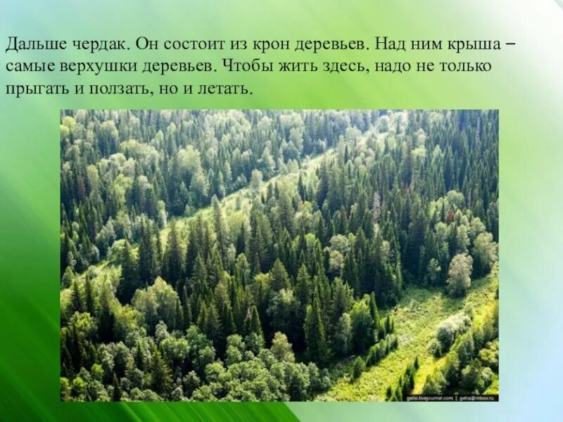 Почему лес природное сообщество. Лесное сообщество 3 класс. Природное сообщество лес. Доклад на тему природное сообщество. Реферат на тему лес.