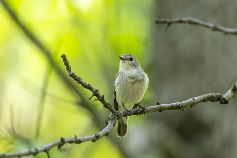 где птица на рондо. малайская кустарниковая кукушка. варакушка самец. оливковый голубь. странствующий дрозд.