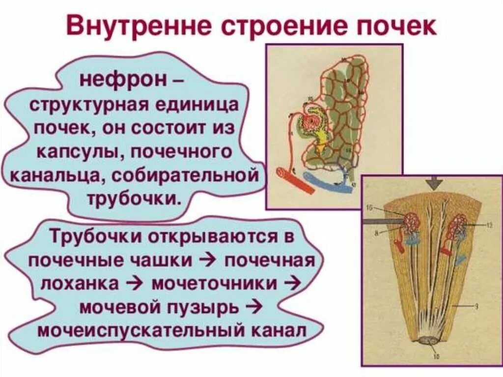 Движение мочи по собирательным трубочкам пирамид. Собирательная трубочка. Собирательные трубочки почек. Собирательные трубочки открываются в. Собирательные трубки почки.