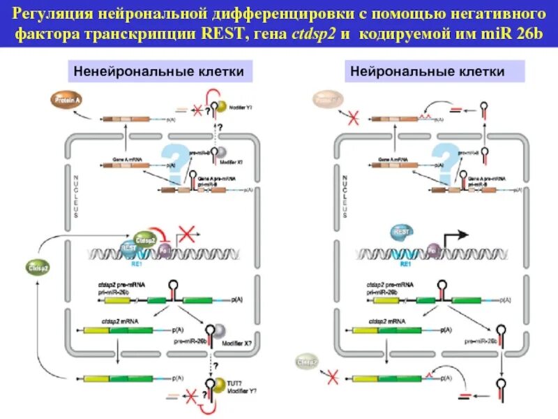 Регуляция транскрипционных факторов. Факторы регуляции транскрипции. Механизмы регуляции дифференцировки клеток. Факторы дифференцировки в онтогенезе. Сигма фактор