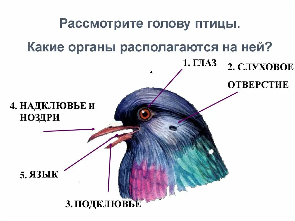 Развитые органы чувств у птиц. Строение головы птицы. Органы расположенные на голове у птиц. Внешнее строение головы птицы. Форма головы птицы.