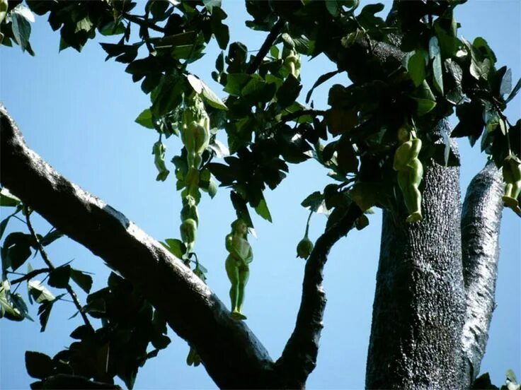 Nareepol удивительное дерево таиланда. Скульптуры для сада. Штат керала паалаккаду амбхалабхара дерево. Дерево цветок женщина. Дерево цветок женщина.