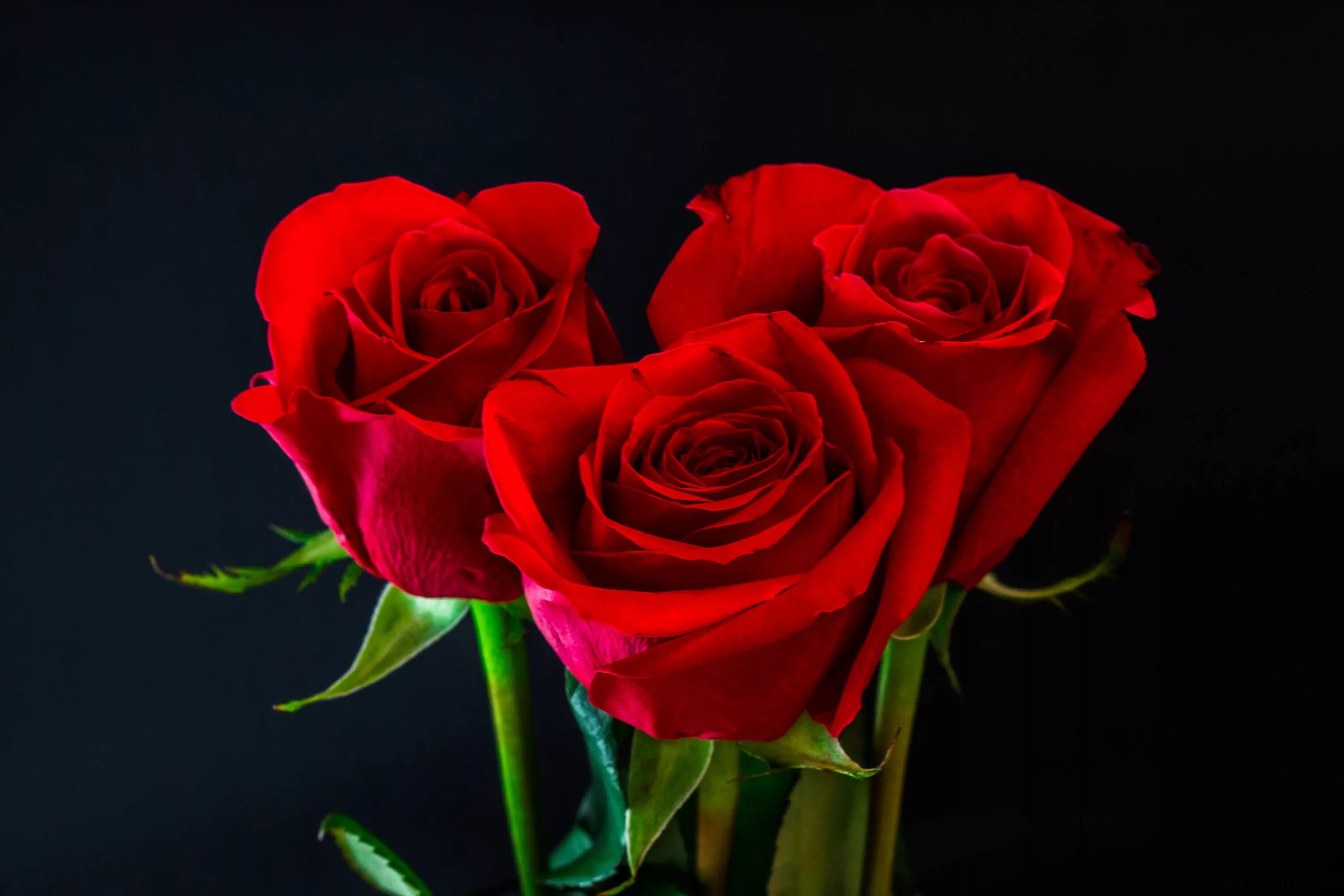 Розы 3 цветка. Красивые розы. Красивые красные розы. Красивый букет роз. 3 Розы.