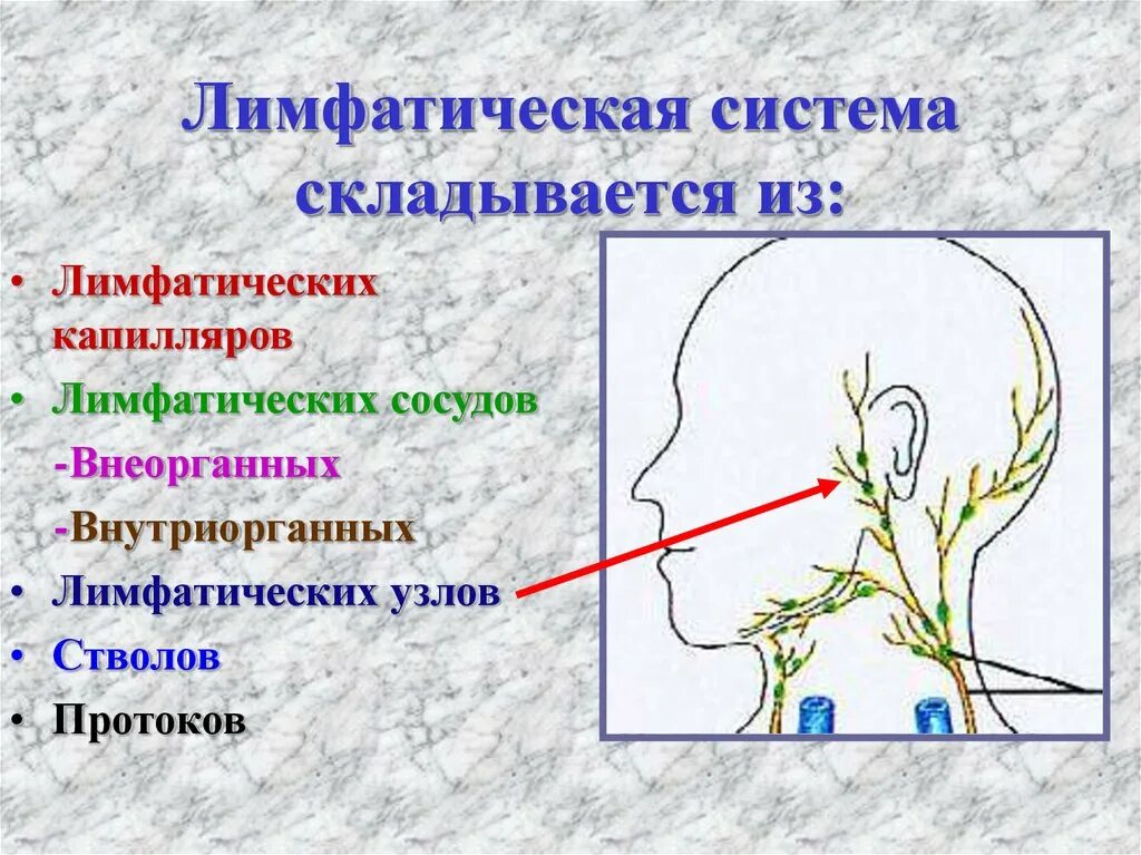 Лимфоузлы за ухом схема расположения. Лимфоузлы за ухом схема расположения