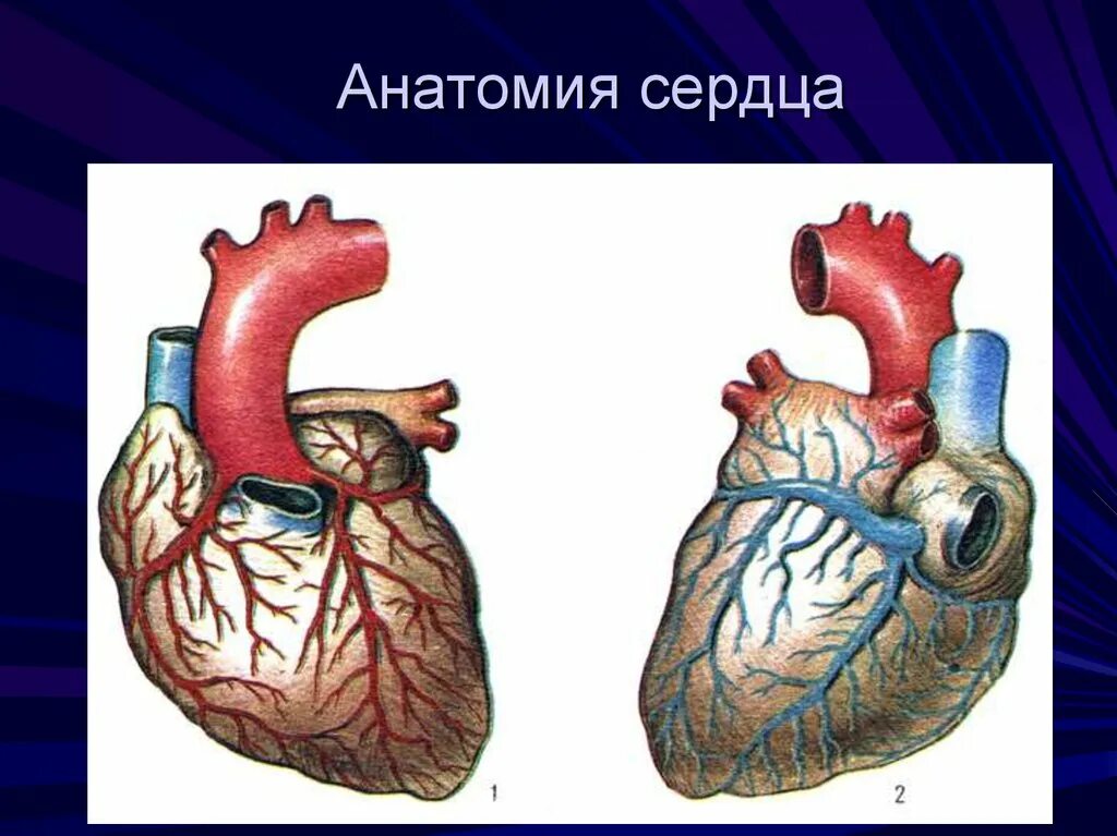 Гигиена сердечно-сосудистой системы. Сердечно сосудистая система. Сердце сердечно сосудистая система анатомия. Гигиена сердечно-сосудистой системы рисунок.