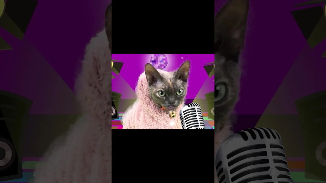 Кот баттерс и собачка элис канал. Кошечка баттерс и собачка элис. Включи кошечку элис. Lucky alice. Кошечки бастерс и собачки элис.