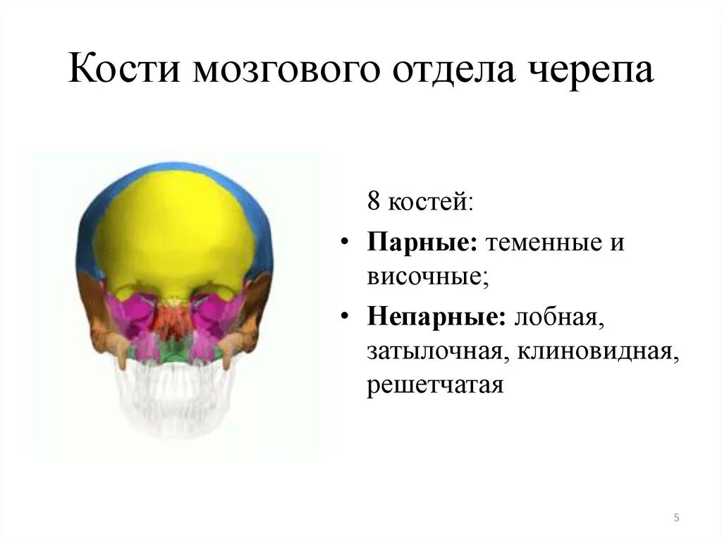 Отделы черепа. Кости мозгового отдела. Парные кости мозгового отдела черепа. Непарные кости мозгового отдела черепа. Парные и непарные кости мозгового отдела черепа. Головной отдел черепа