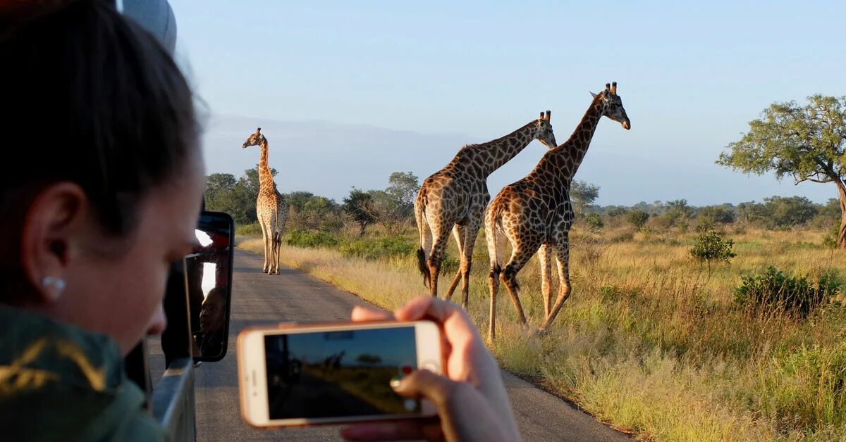 Юар сафари. Cape town, western cape, south africa. Туры в юар 2024. Пляж валунов в кейптауне. Юар кейптаун.