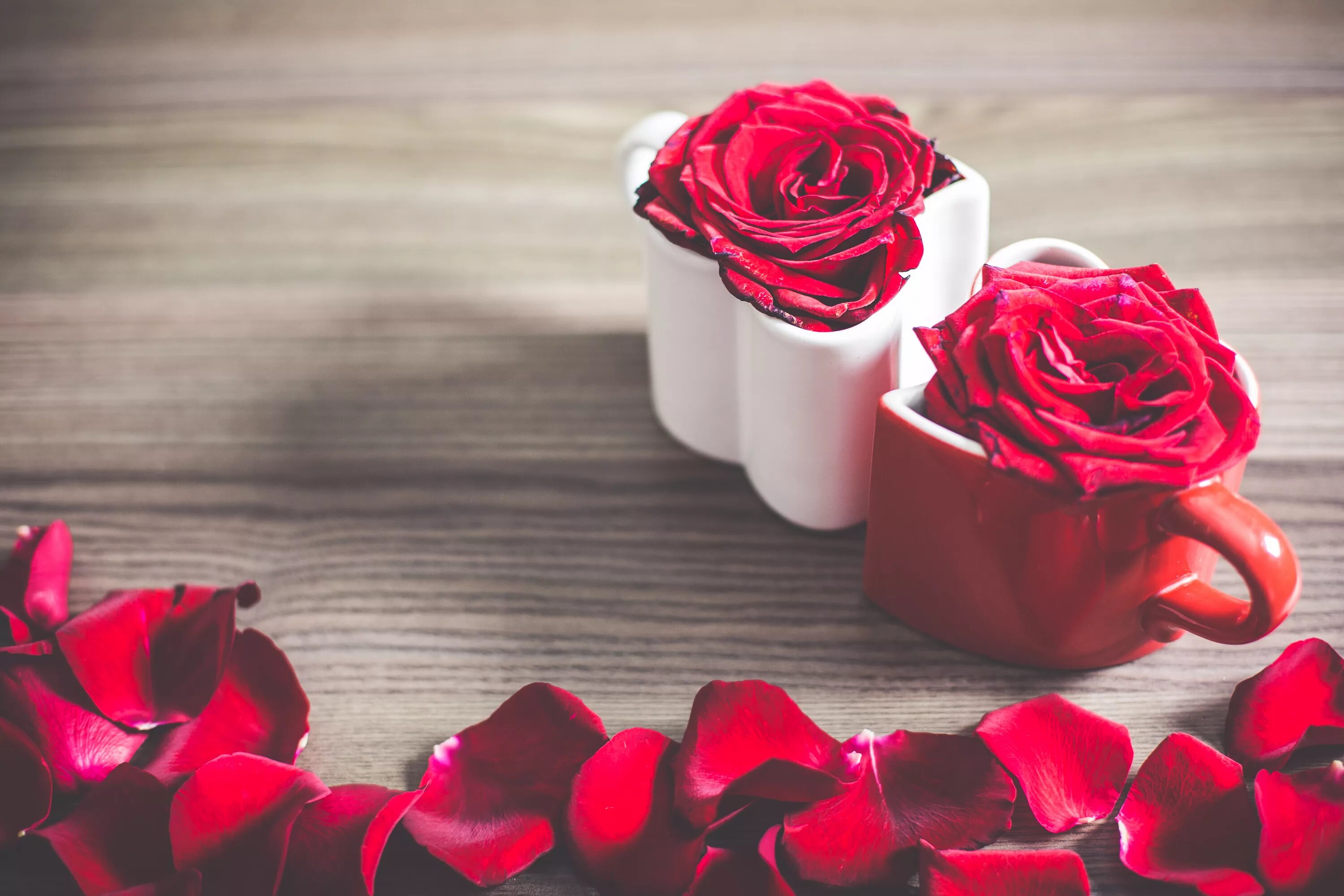 Rose romance. Цветы в кружке. Розы в чашке. Красные розы на столе. Красные розы обои.