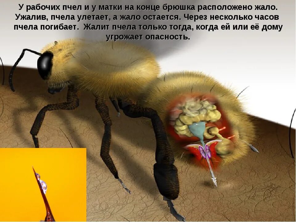 Умирают ли пчелы. Строение жала пчелы. Жало, у насекомых. Жало пчелы под микроскопом. ЖАЛОНОСНЫЙ аппарат пчелы.