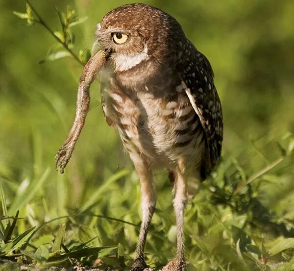 прикольное поздравление с совой. сова сплюшка. хоккайдская лягушка. гриффиндор сова гарри поттера. сова и жаба.