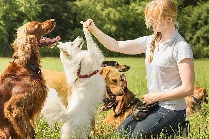 Pets event. Золотистый ретривер ЗКС. Дрессировка собак. Дрессировщик собак. Дрессура собак.