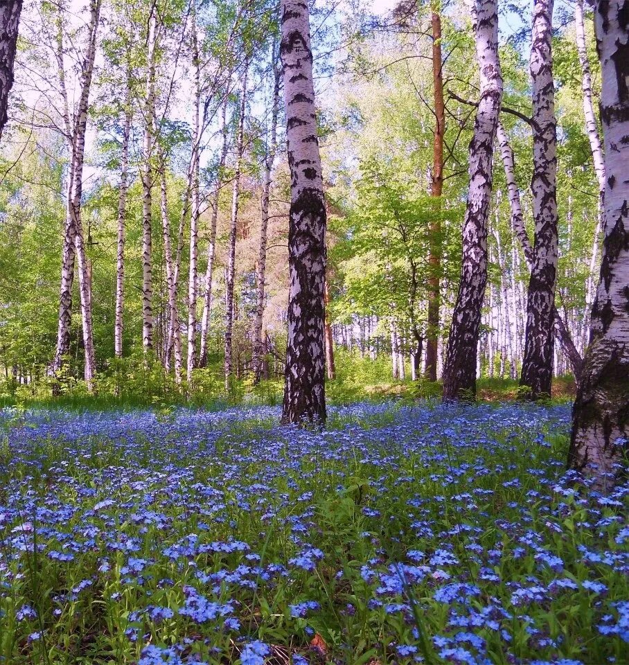 Что происходит в лесу в мае. Весенний лес МС мох. Весенний лес.