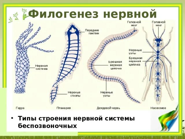 Типы нервной системы у беспозвоночных. Эволюция нервной системы беспозвоночных. Филогенез нервной системы. Нервная система беспозвоночных животных. Подвижная тела у беспозвоночных