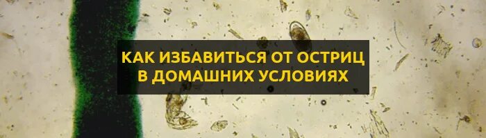 Как избавиться от ребенка 3 года. Народные средства от энтеробиоза у детей. Препараты детям от глистов и остриц. Средства от глистов энтеробиоз у ребенка. Глисты острицы таблетки.