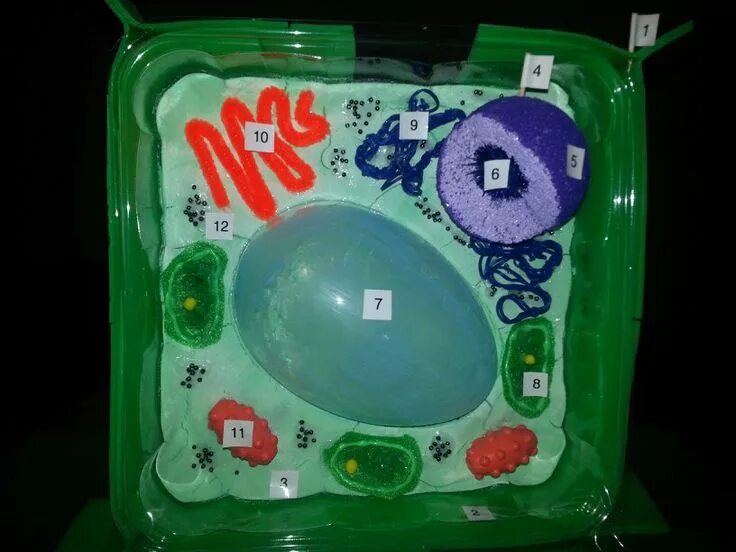 Cell project