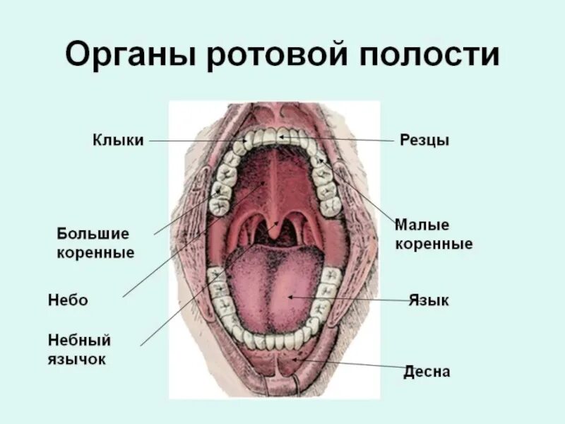 Глоток назвать. Ротовая полость строение анатомия. Строение ротовой полости и горла.