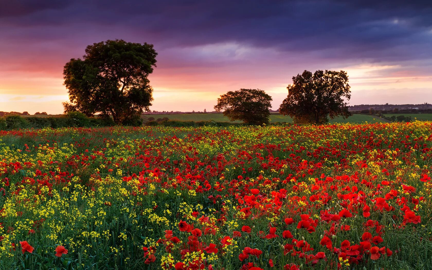 Flower nature. Маковые поля в Англии. Красивое лето. Пейзажи с цветами. Цветущее поле.