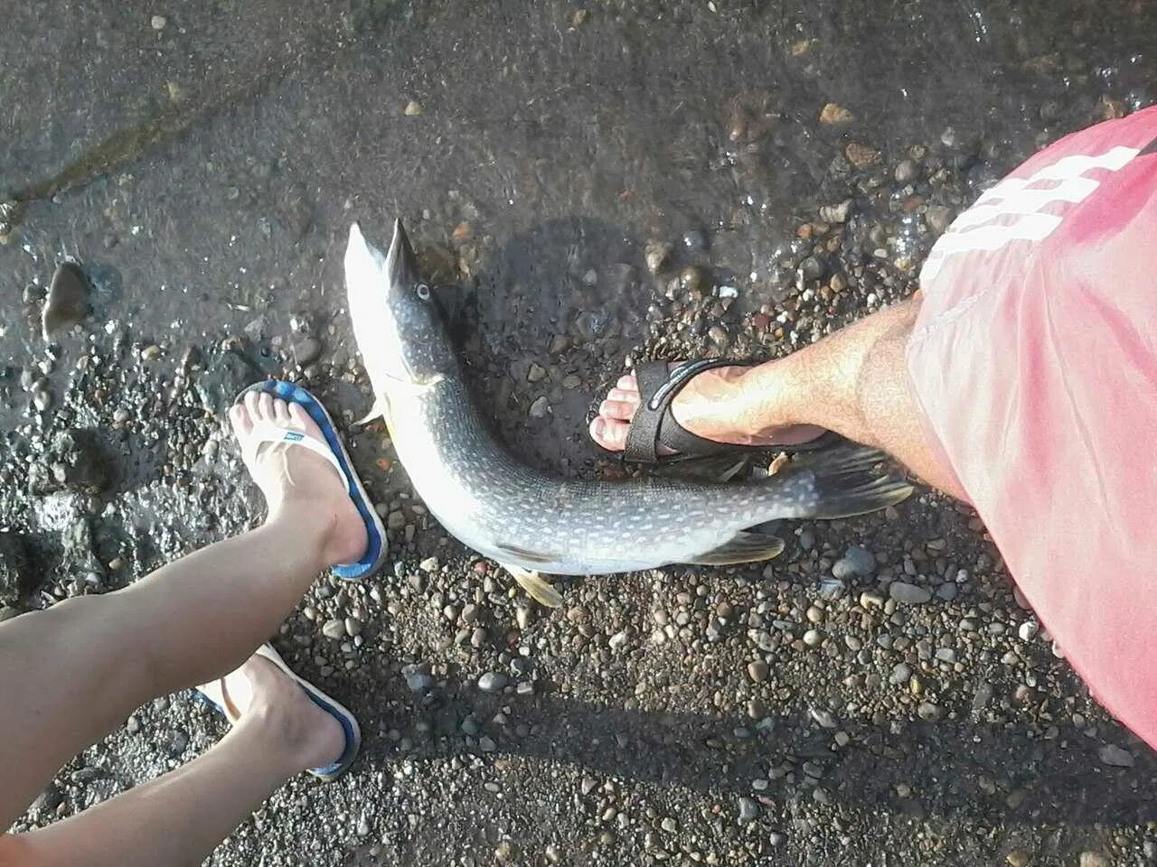 Тысячи рыб выбросились на берег. Сон выбрасывать рыбу. Приснились мёртвые рыбки. Рыба выбросилась на берег. Тонны мертвой рыбы выбросило на берег в астраханской области.