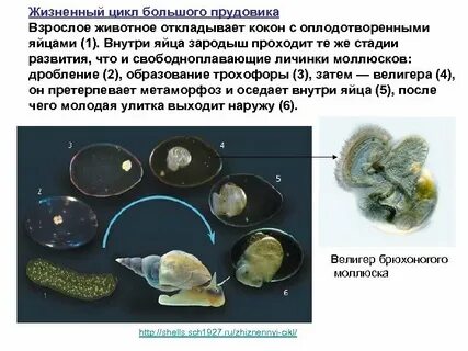 Брюхоногие размножение