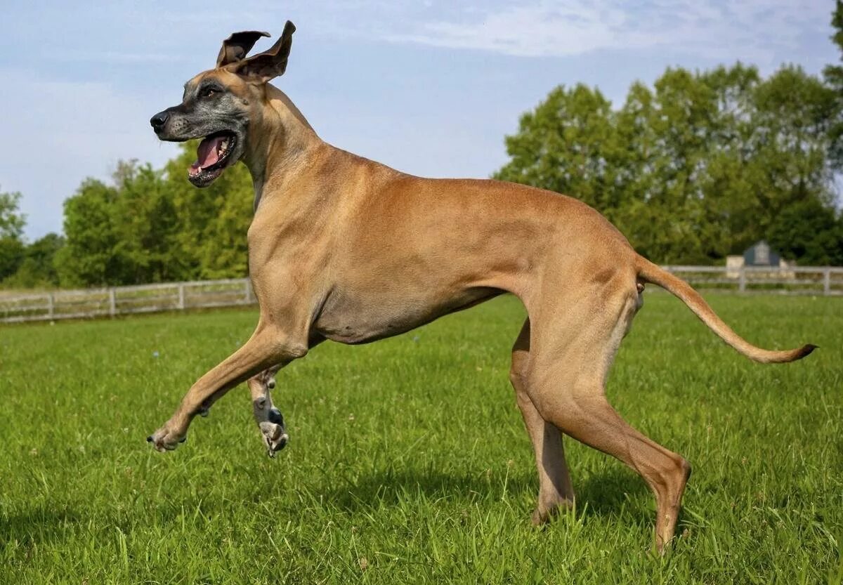 Тип догов. Порода great dane. Тип догов. Королевский немецкий дог. Собака дог королевский мраморный.