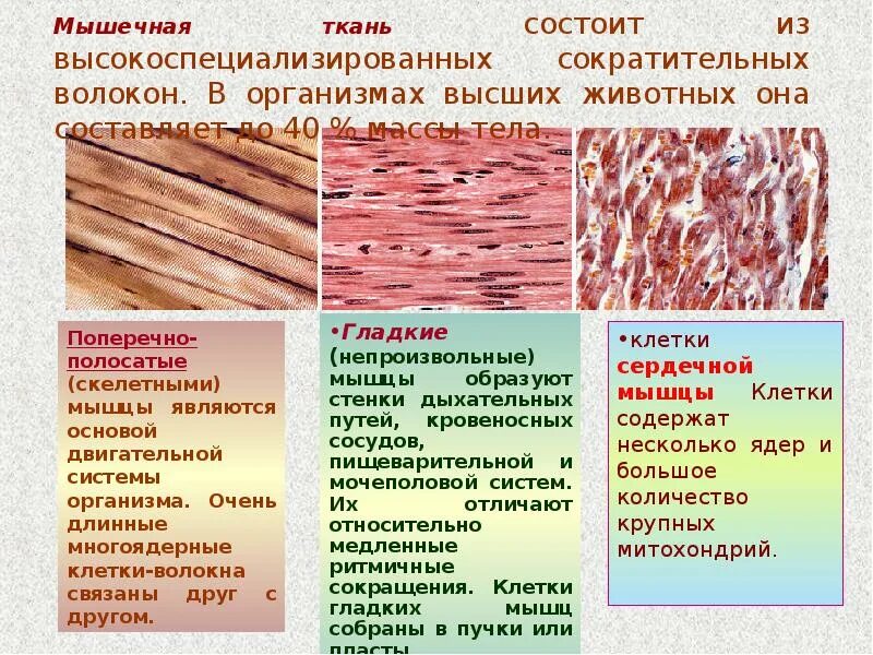 Животные ткани строение функции. Гладкая ткань строение функции органы. поперечно полосатая мышечная ткань строение и функции. структура мышечной ткани. строение и функции гладкой мышечной ткани животных.