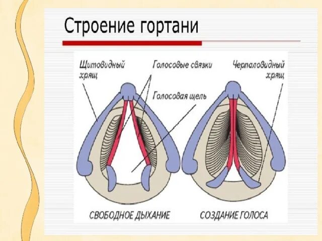 Гортань кошки. Строение кошачьей гортани. Строение гортани кошки. Гортань кошки анатомия.