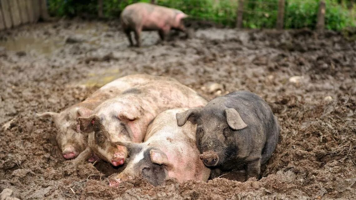 Волосатые и ушастые свиньи. Грязный пятачок. Грязный пятачок. Грязный пятачок. Свинья с поросятами в грязи.