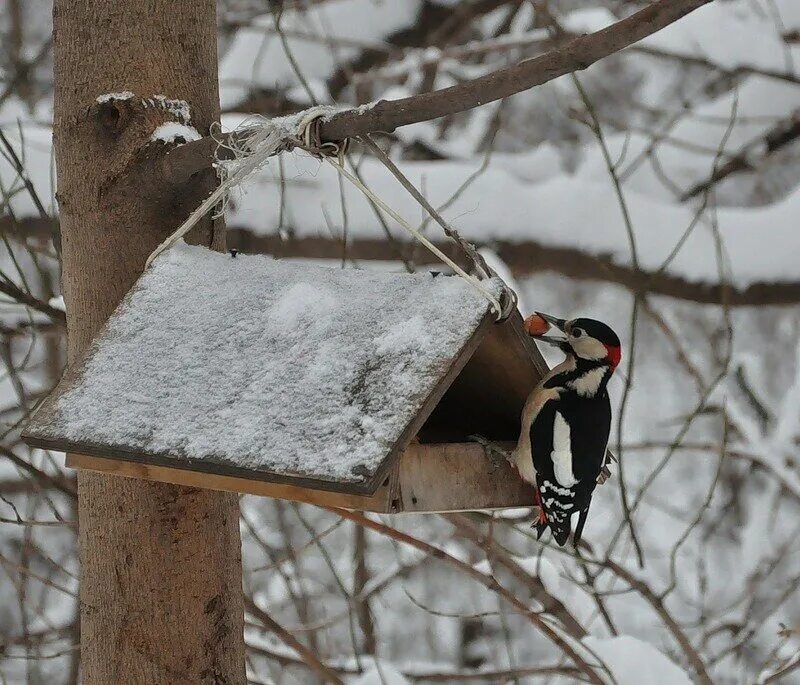 кормушки для птиц зимой. почему зимующие птицы прилетели. проект помощь птицам. поможем зимующим птицам. человек и зимующие птицы.