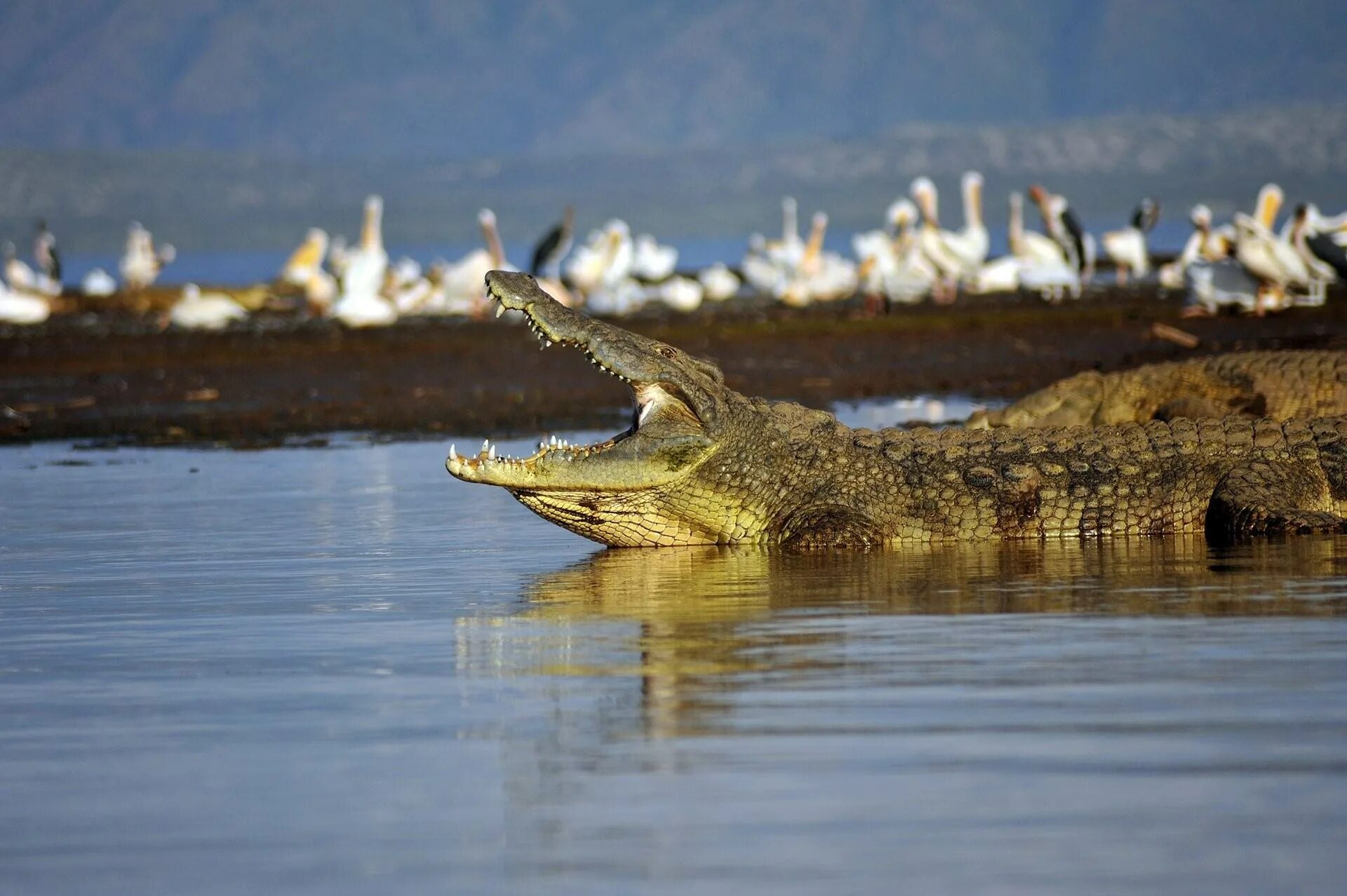 Крокодил живет в африке. Морской гребнистый крокодил. Нильский и гребнистый крокодил. Нильский крокодил Crocodylus niloticus.