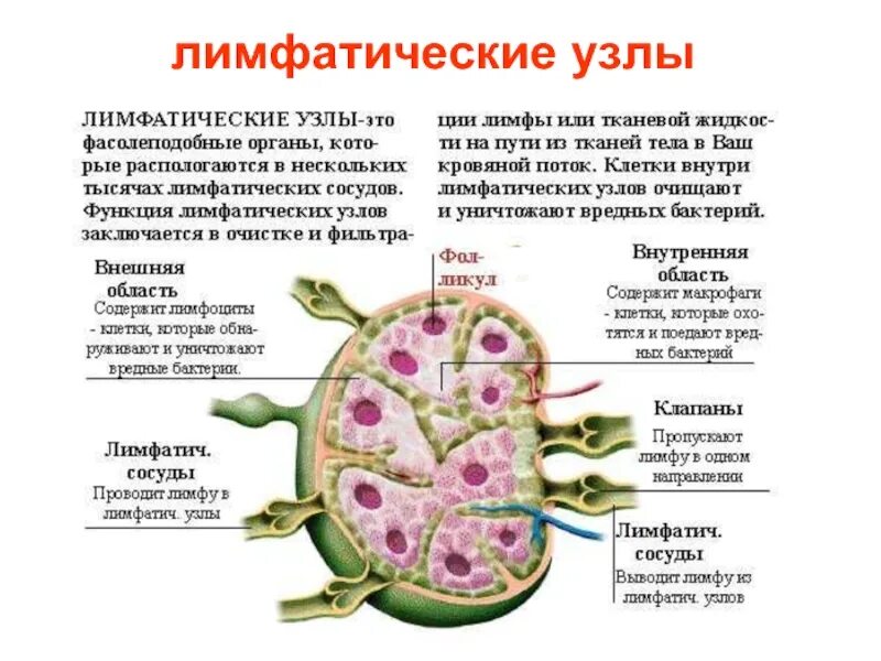Лимфатические узлы на теле человека схема у мужчин. Лимфоузлы шейного отдела сзади. Схема расположения регионарных лимфоузлов. Переднешейные лимфоузлы расположение. Лимфаденит это воспаление лимфатических.