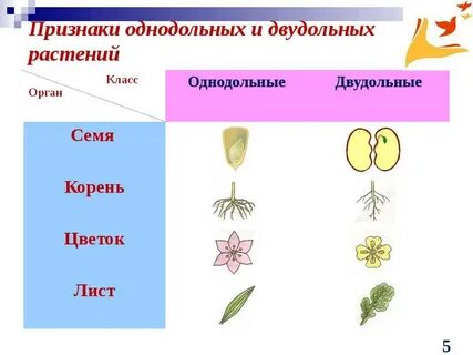 Декоративный лук однодольное или двудольное