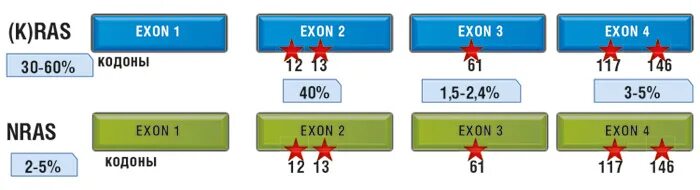 Экзон рф ответы. Семейство генов. Мутация в гене kras. Мутации Гена семейства ras. Мутации в гене kras кодоны 12 13.