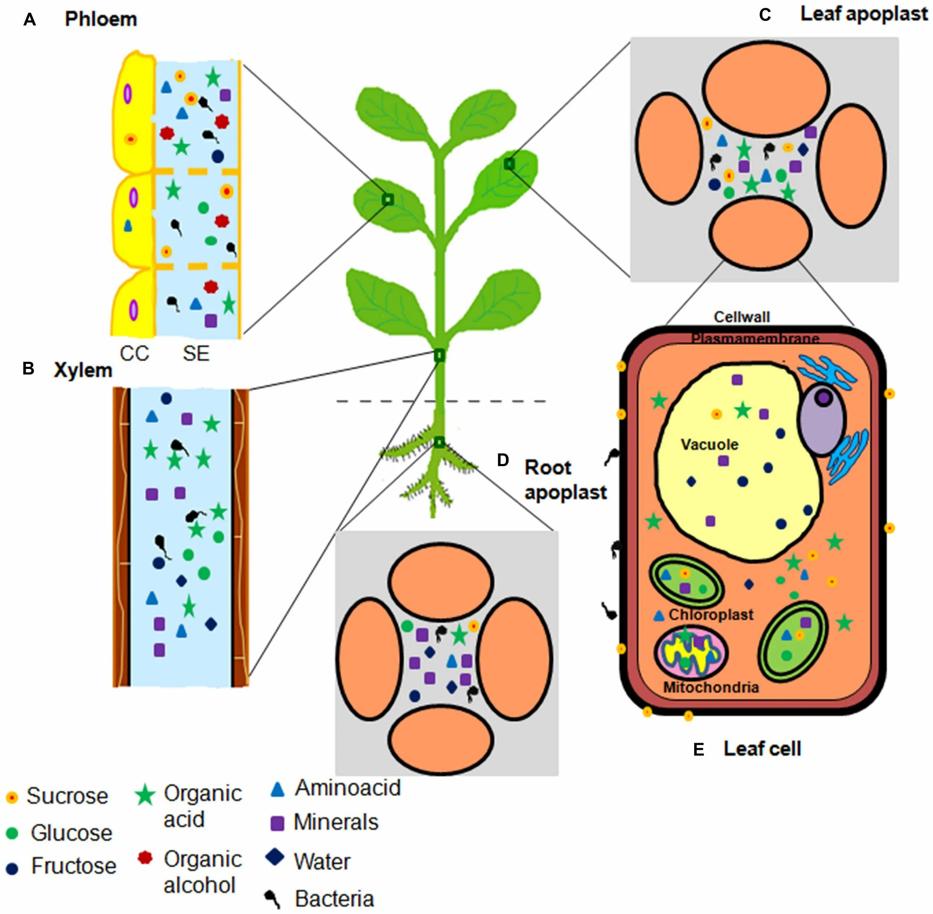 Phloem. Xylem and phloem. Ксилема и флоэма у растений. Тег "bacteria". Флоэма рисунок