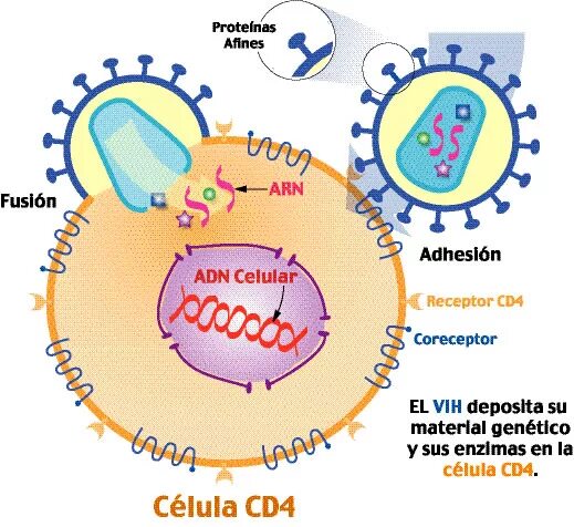 Cd 4 класс