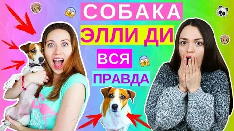 Элли ди дзен