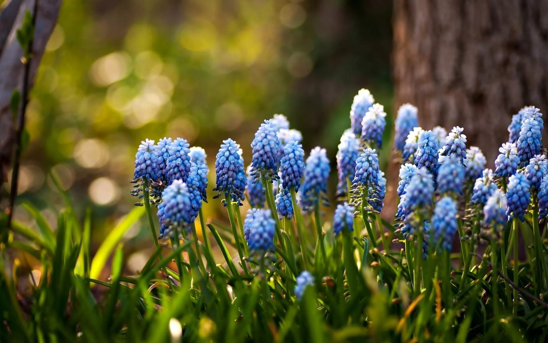 Фото первых весенних цветов в саду. Мускари цветы. Мускари Арменикум Muscari armeniacum. Голубые первоцветы мускари.