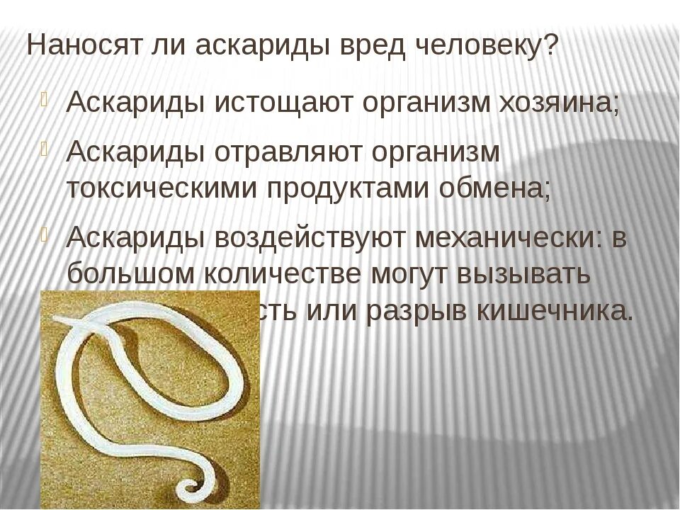 Какой вред могут причинять взрослые аскариды. Гельминты круглые черви. Паразитические черви аскариды. Гельминты паразитические черви. Тип круглые черви аскарида человеческая.