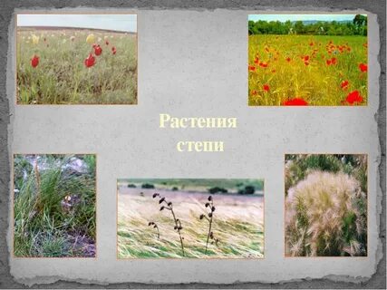Природная зона степь растительный мир
