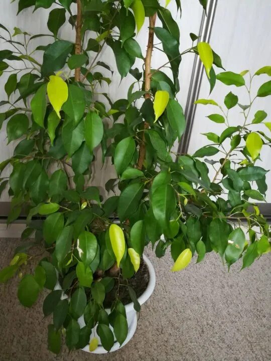Неон фикус фото Rooted cuttings of ficus Benjamin, varieties Esther, Anastasia, Golden Monique,