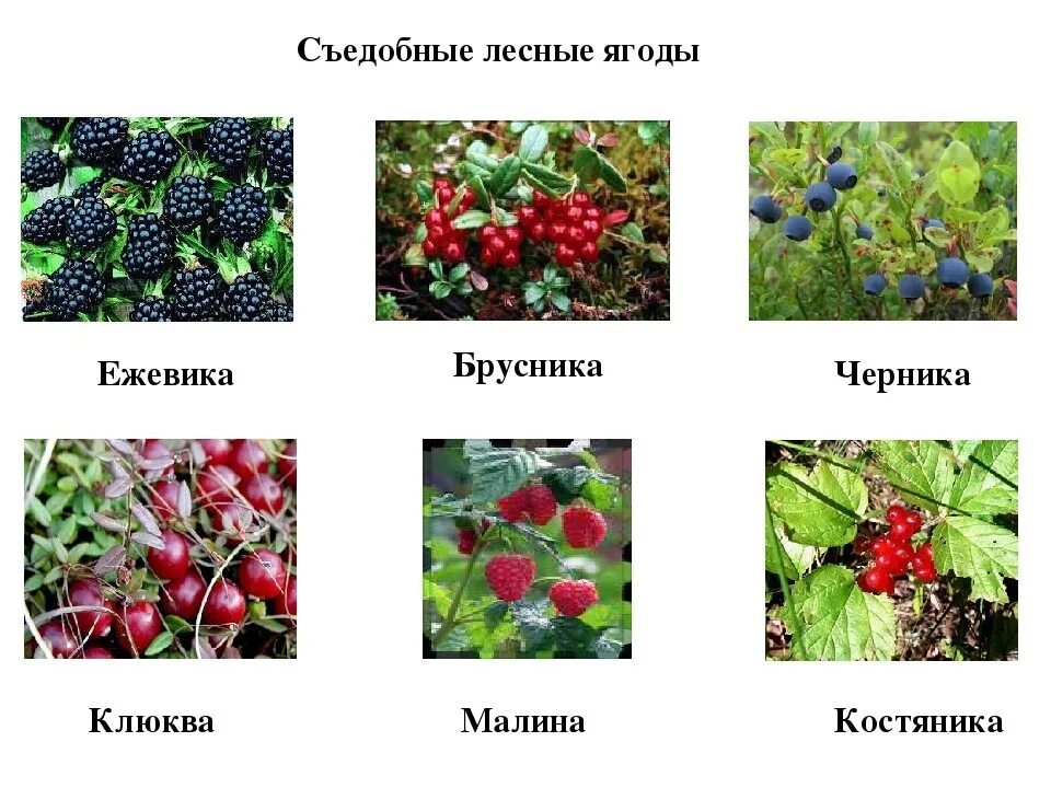 РАДУГА ИДЕЙ ДЛЯ ДЕТЕЙ - ОКРУЖАЮЩИЙ МИР/ ДИДАКТИЧЕСКИЕ ИГРЫ OK.RU Russian languag