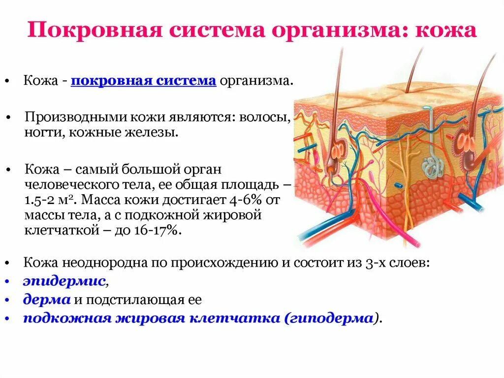 Значение кожи и ее строение тест. Кожа система органов. Кожно покровная система. Покровная система кожа строение. Функции покровной системы человека.