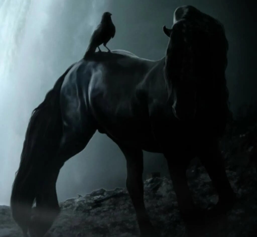 Лошадь в темноте. Фризская Аппалуза. Дарк Хорс Блэк. Черный конь. Мрачный конь.