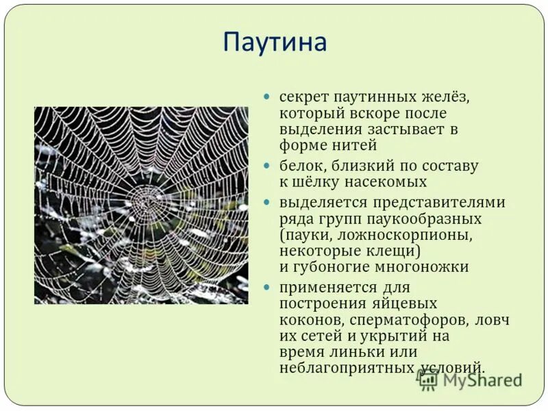 кружево паутина. как паук цепляет паутину. паутина тайной жизни содержание. структура паутины паука. паутина на ветке.