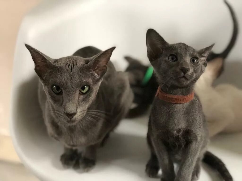 Bengal Cats For Sale San Francisco, CA #178771 Petzlover